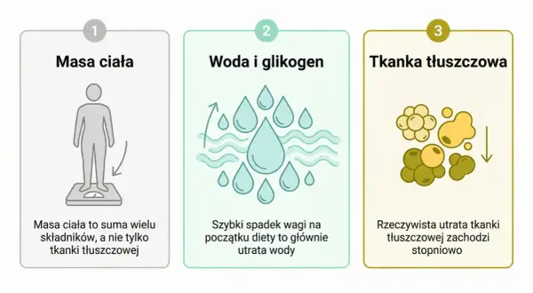 Ilustracja pokazuje, że początkowy spadek wagi na diecie wegetariańskiej to głównie utrata wody, a nie tkanki tłuszczowej.