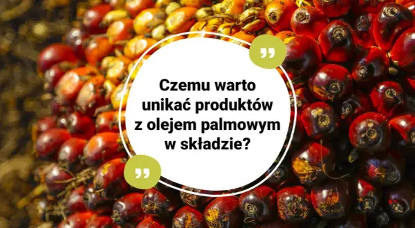 Kwestia, czy olej palmowy jest wegański, budzi kontrowersje. Zbiór owoców palmy olejowej na tle.